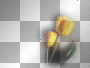 flower deco   ©dK