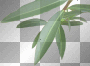 Leaf Leaf