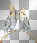 Animated Parrots