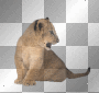 lion cub