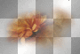 flowers ©dK