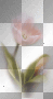 flower ©dK