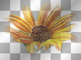 Flower Flower