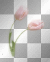 WIOSNA SPRING SUMMER TRANSPARENT FLOWER PINK
