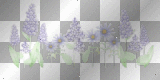 Lilacs