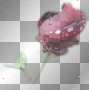 ♥ROSE DE MOGYVER♥