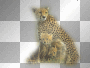 leopard leopard