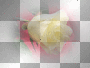 flower flower