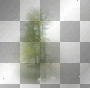 LATO SPRING SUMMER TRANSPARENT   TREE WATER BACKGROUND