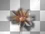 flower ©dK