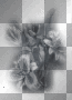 flowers ©dK