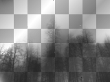 forest ©dK