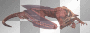 Red dragon