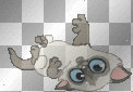 Cat~Chat~Gato