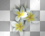 // frangipani flowers