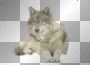 le loup le loup