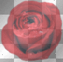 red rose