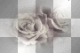 goth roses ©dK