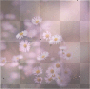 summer/spring flowers bg