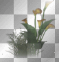 Flowers Flowers