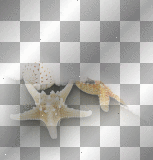 Starfish
