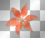 LATO SPRING TRANSPARENT SUMER FLOWER ORANGE LATO SPRING TRANSPARENT SUMER FLOWER ORANGE