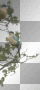 LATO SPRING TRANSPARENT SUMER BIRD TREE BLUE GREEN