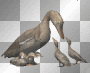 ducks