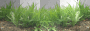 LATO SUMMER  TRANSPARENT GRASS GREEN
