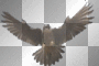 EAGLE B75