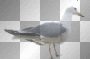 LATO SUMMER  ANIMATED BIRD WHITE
