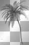 LATO SUMMER  TRANSPARENT DECO PALM TREE BLACK