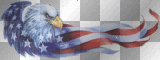 American Bald Eagle  - AT