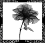 Flower Flower