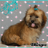 DACHSHUND SHIH TZU MIX