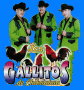 gallitos de chihuahua4