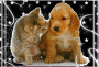 cat & dog