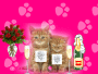Pink Champagne Pawprints
