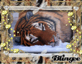 Joli tigre