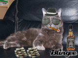 chat parain de la mafia