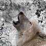 --moon.wolf-- -o•вlιиgєє- --moon.wolf-- -o•вlιиgєє-
