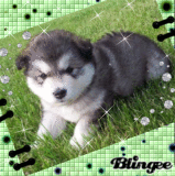 ♥ Dog ♥