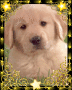 Cautiva-
