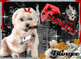 Gangsta Dog