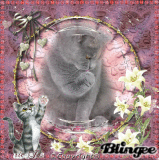 le chat