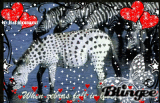 When Zebras Fall in Love
