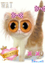 COOL CAT