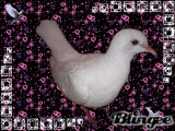 ☺My ♥birds☺