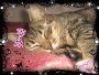 Zzz cutie cat zzZ