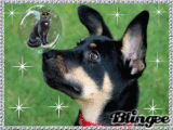 ein hund
